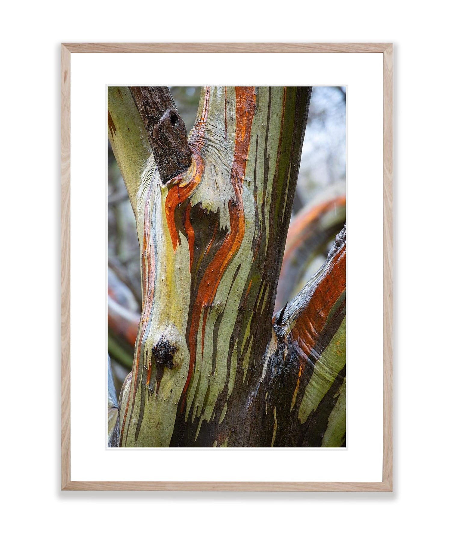 Alpine Colour, Snow Gums - Falls Creek VIC