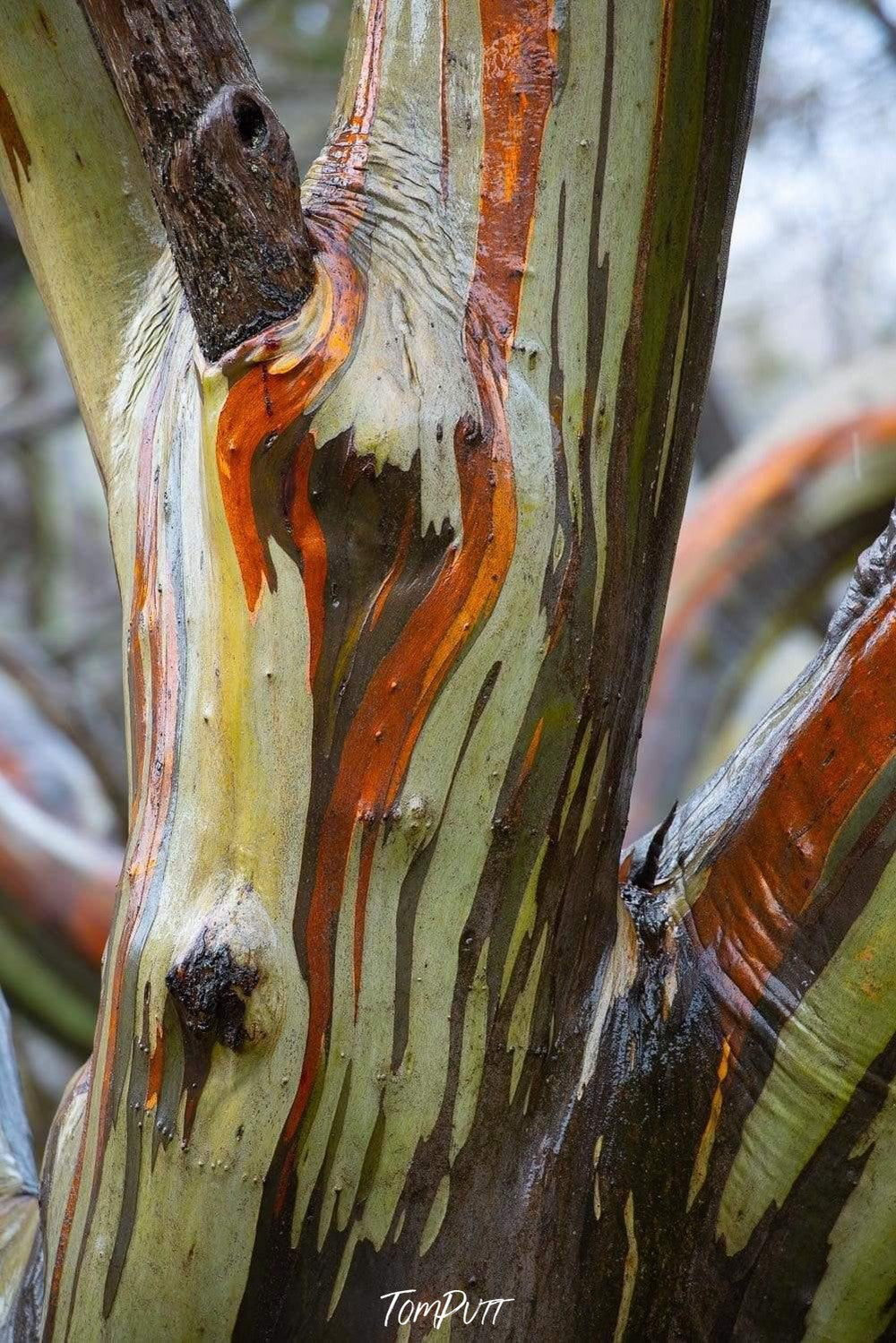 A close-up view of an alpine color texture on a tree, Alpine Colour, Snow Gums, Falls Creek Victoria 