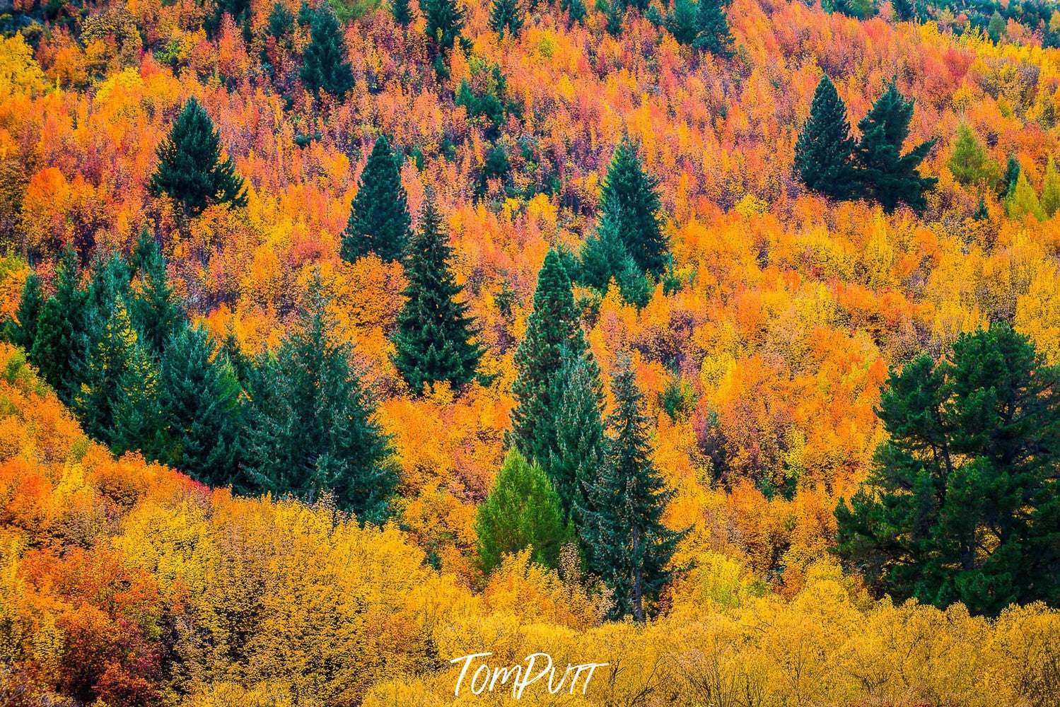 A yellowish mound full of bushes, with some Christmas trees, New Zealand #25