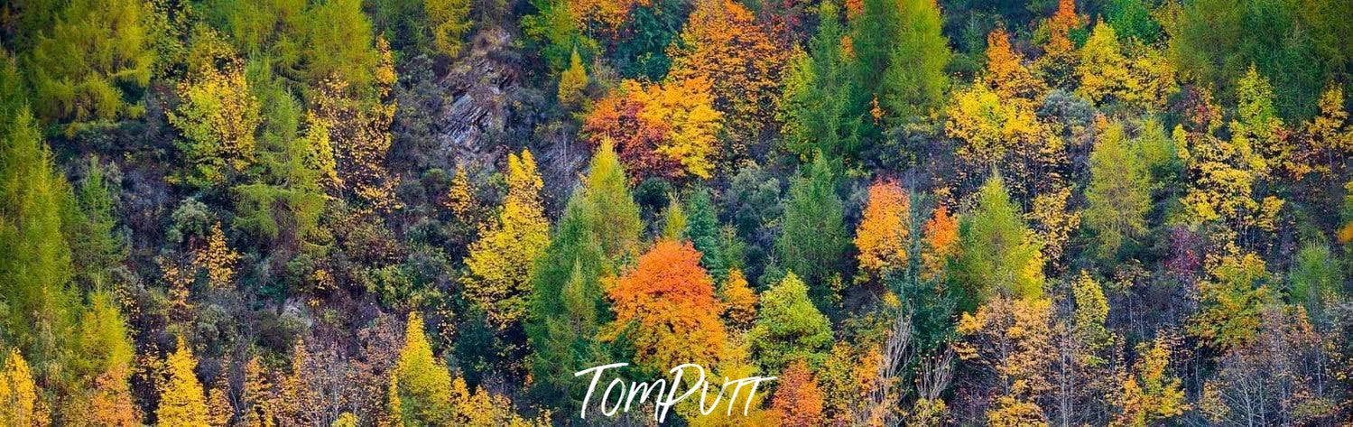 A beautiful landscape of a hill area having a lot of Christmas-like trees in a sequence with multiple colors, Arrowtown Colour - New Zealand 