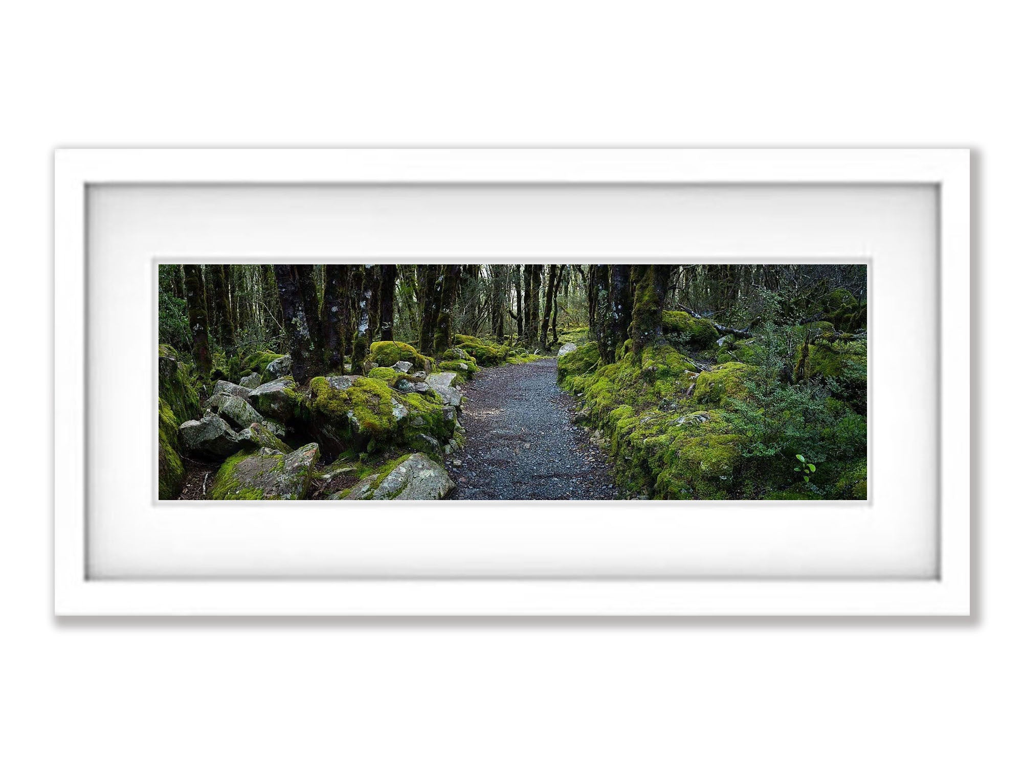 Arthurs Pass Forest - New Zealand