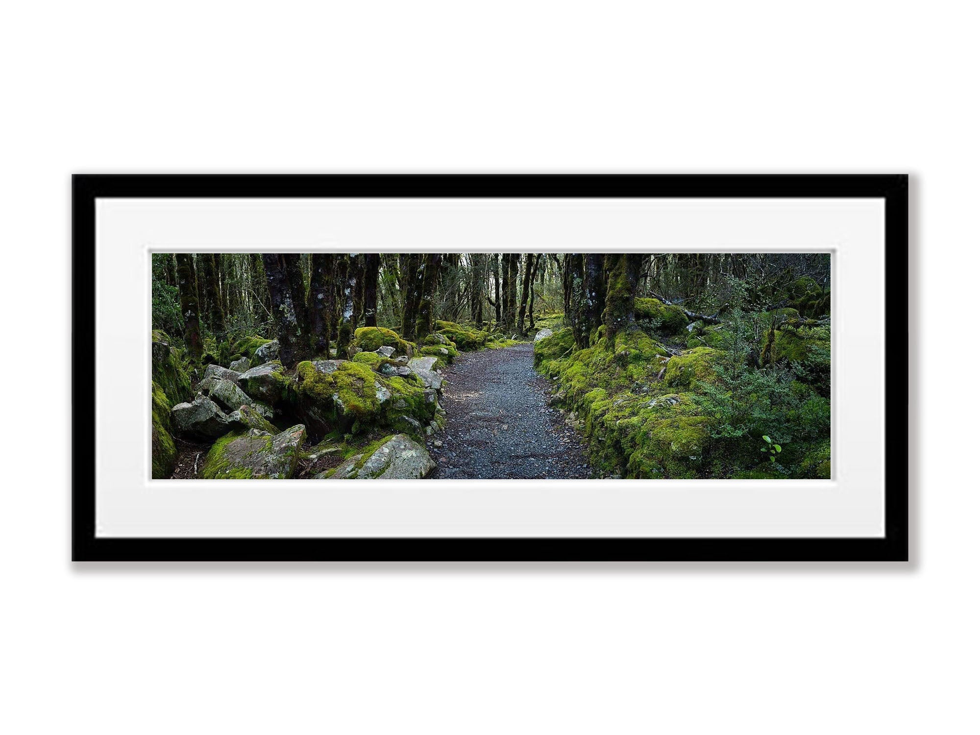 Arthurs Pass Forest - New Zealand