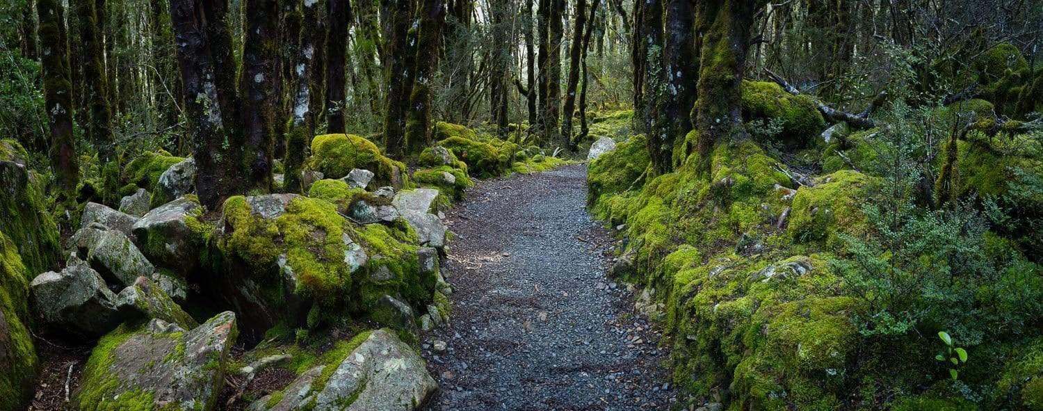 A beautiful pathway between forest trees with some stones and tree wood under the lush grass Arthurs Pass Forest - New Zealand