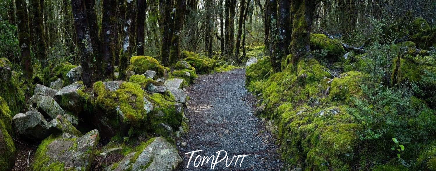 A beautiful pathway between forest trees with some stones and tree wood under the lush grass Arthurs Pass Forest - New Zealand