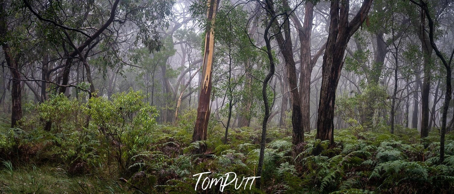 A silent view of a thick forest with long grass and bushes and tall trees getting little sunlight, Arthurs Seat Forest - Mornington Peninsula Victoria