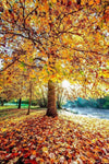 Beautiful orangish autumn tree with a special pattern of leaves and a lot of leaves are fallen on the ground, Autumn Colours, Bright Victoria