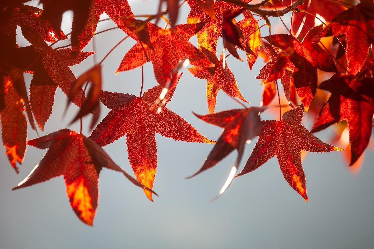 A group of star-shaped autumn leaves with orange and red-colored shades, Autumn Fire - Bright Victoria