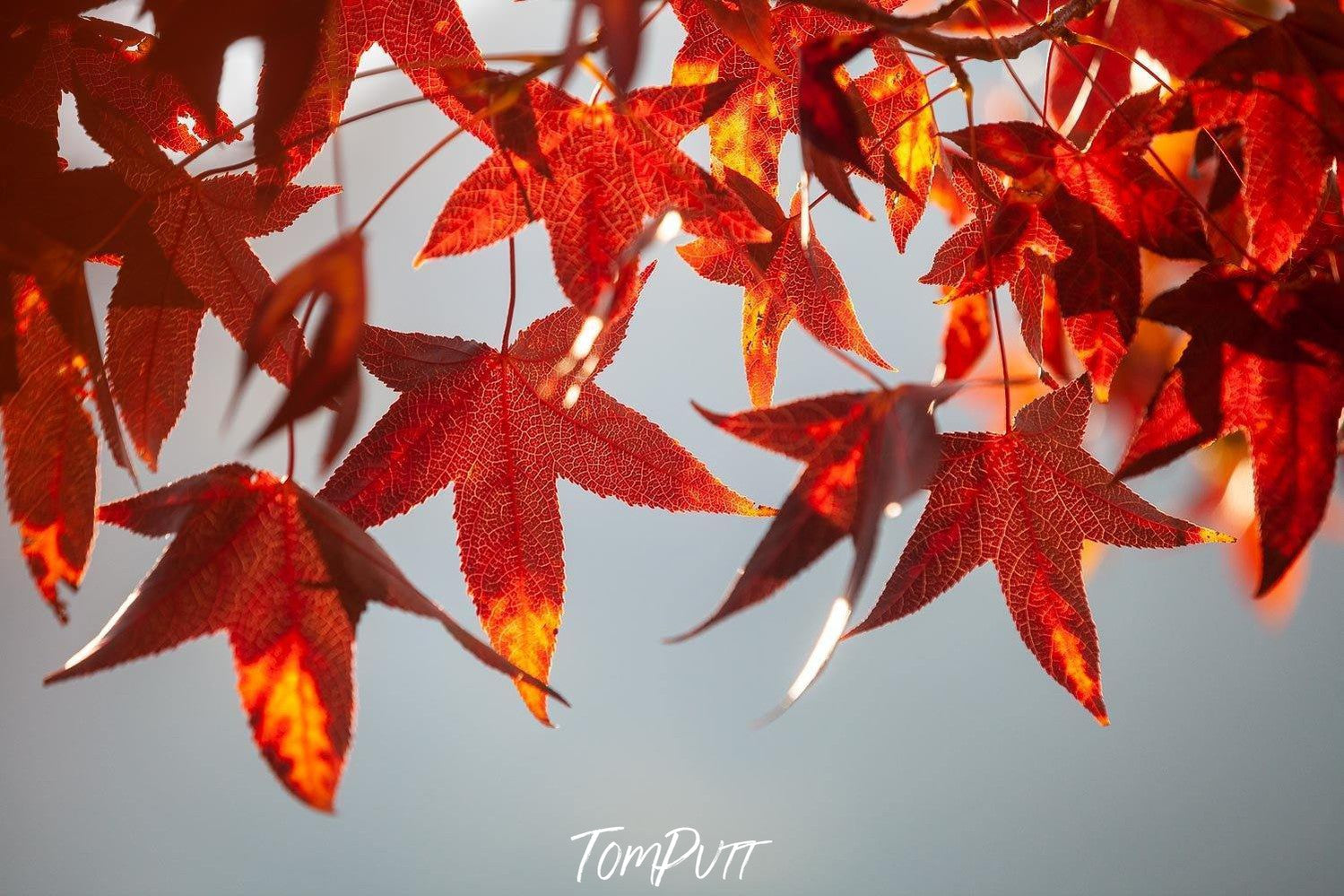 A group of star-shaped autumn leaves with orange and red-colored shades, Autumn Fire - Bright Victoria