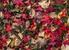 A group of multi-color autumn leaves with some other species of leaves collected on the ground with some grass, Autumn Potpourri - Bright Victoria 