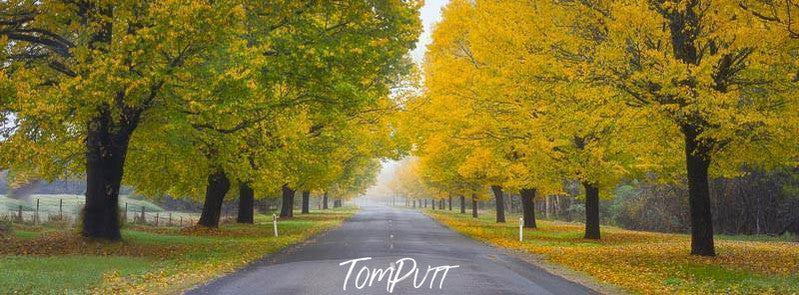 A beautiful landscape capture of a road having greenish-yellow autumn trees in a series on both sides of the road, Autumn Road, Bright Victoria 