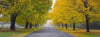 A beautiful landscape capture of a road having greenish-yellow autumn trees in a series on both sides of the road, Autumn Road, Bright Victoria 