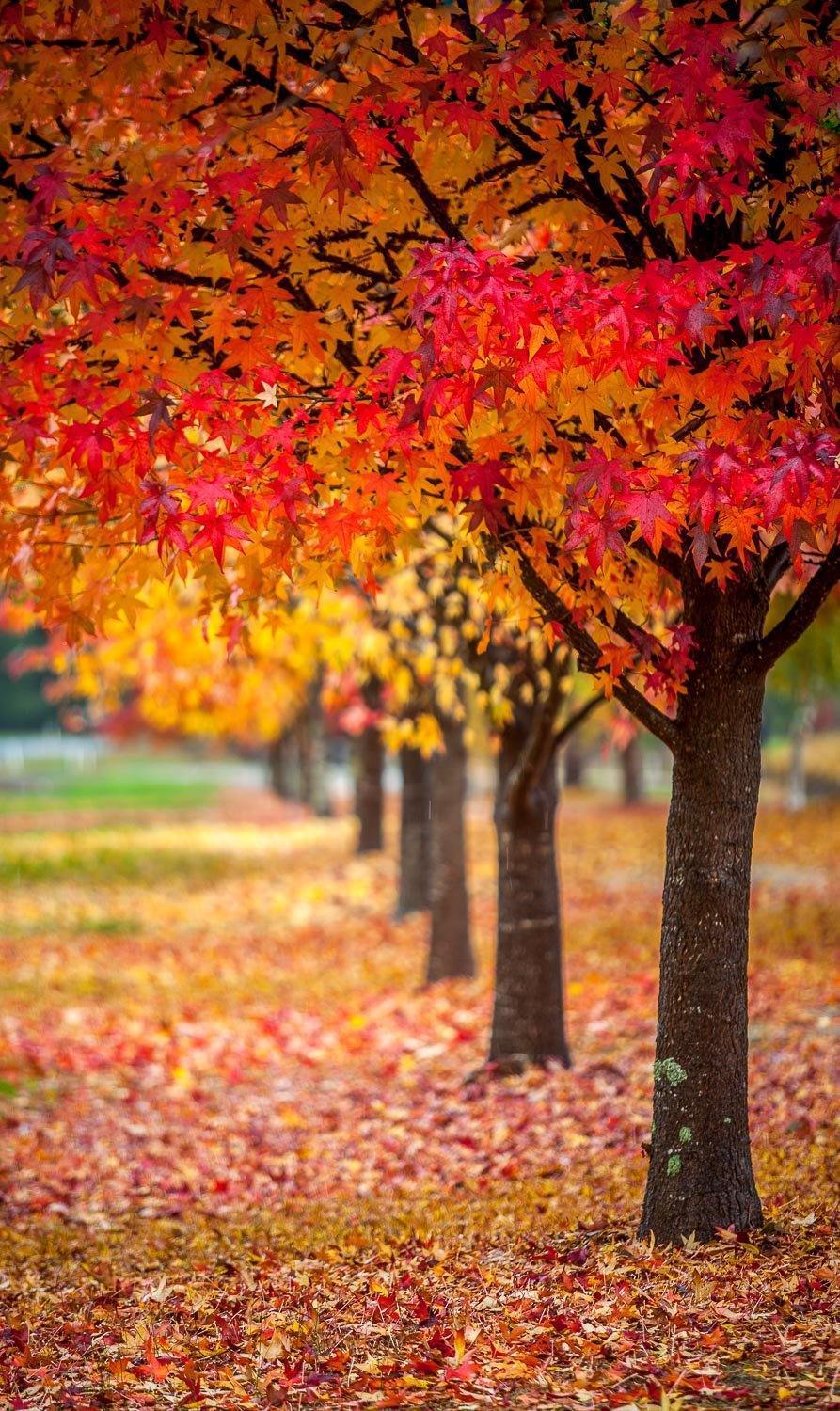 A beautiful row of orange and pinkish-colored autumn trees with countless leaves fallen on the ground, Autumn Row - Bright Victoria