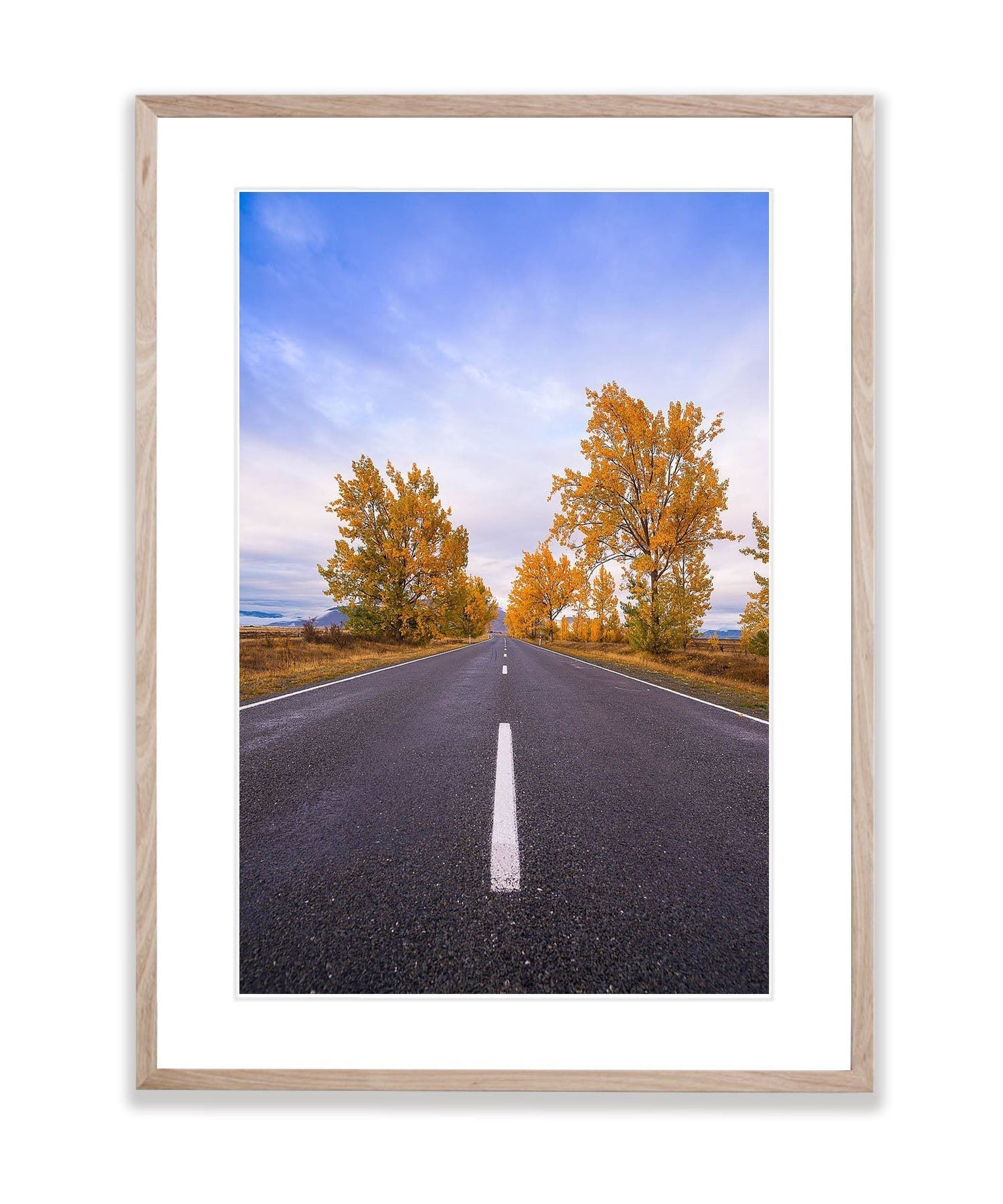 Autumn Trees line the road, South Island, New Zealand