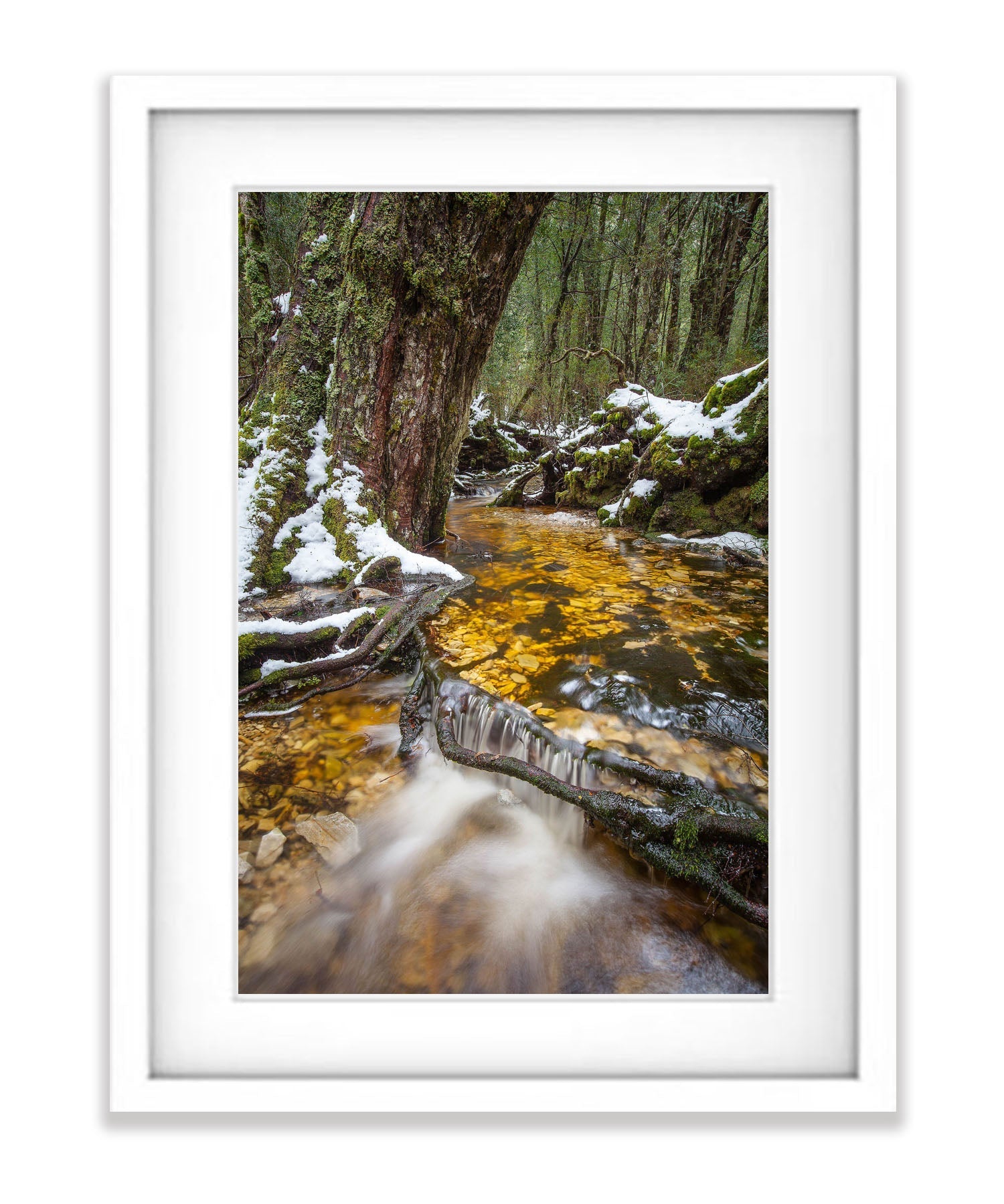 Ballroom Forest Stream, Cradle Mountain, Tasmania