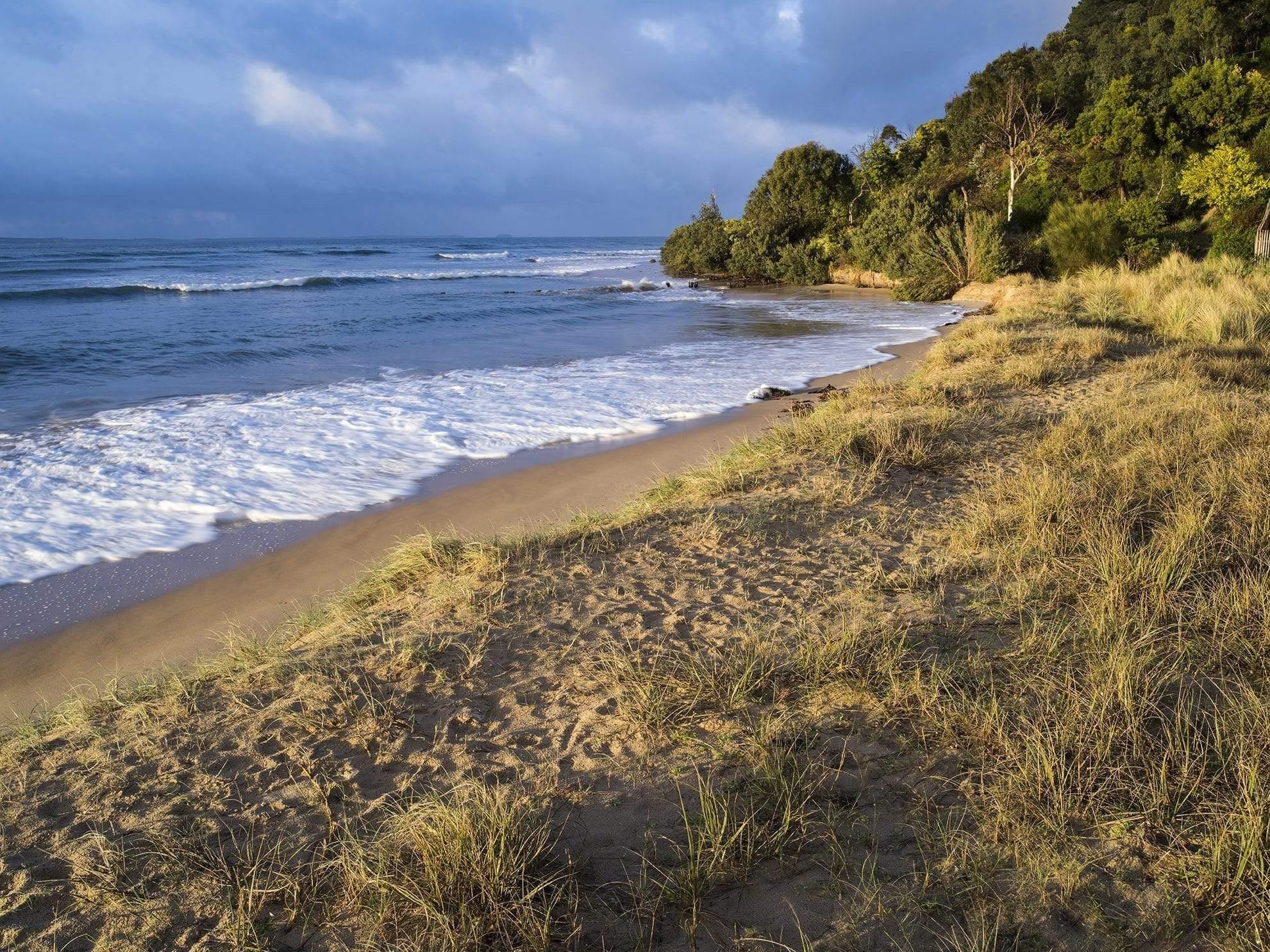 Seashore with small mounts of bushes and grasses, and dense greenery in the top right corner, Balnarring Beach - Mornington Peninsula 