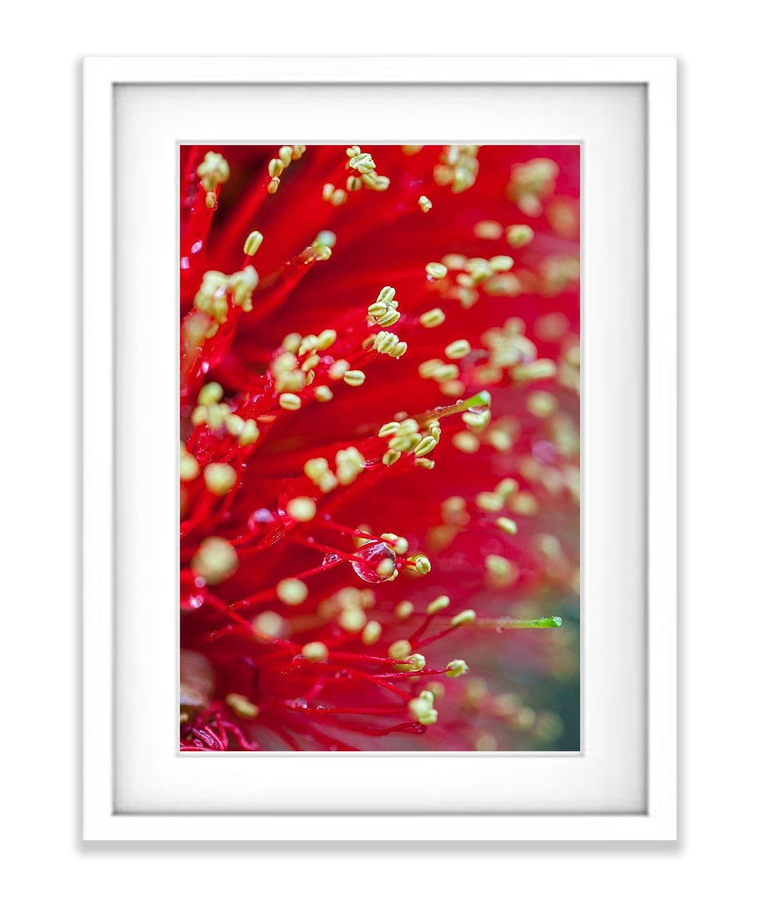 Banksia Flower, Kangaroo Island, South Australia