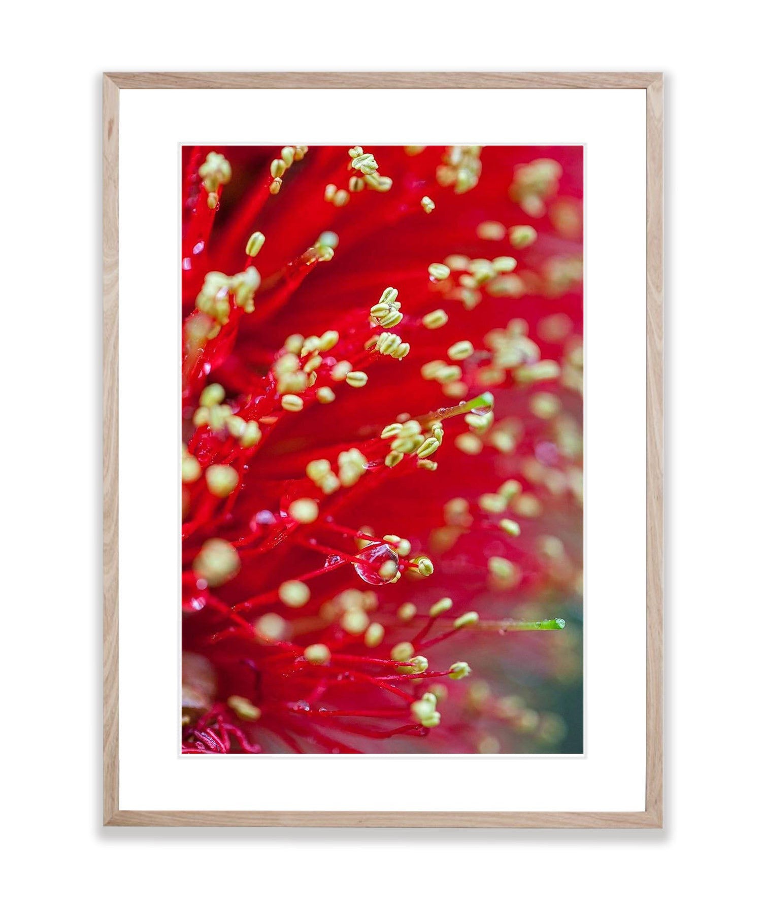 Banksia Flower, Kangaroo Island, South Australia