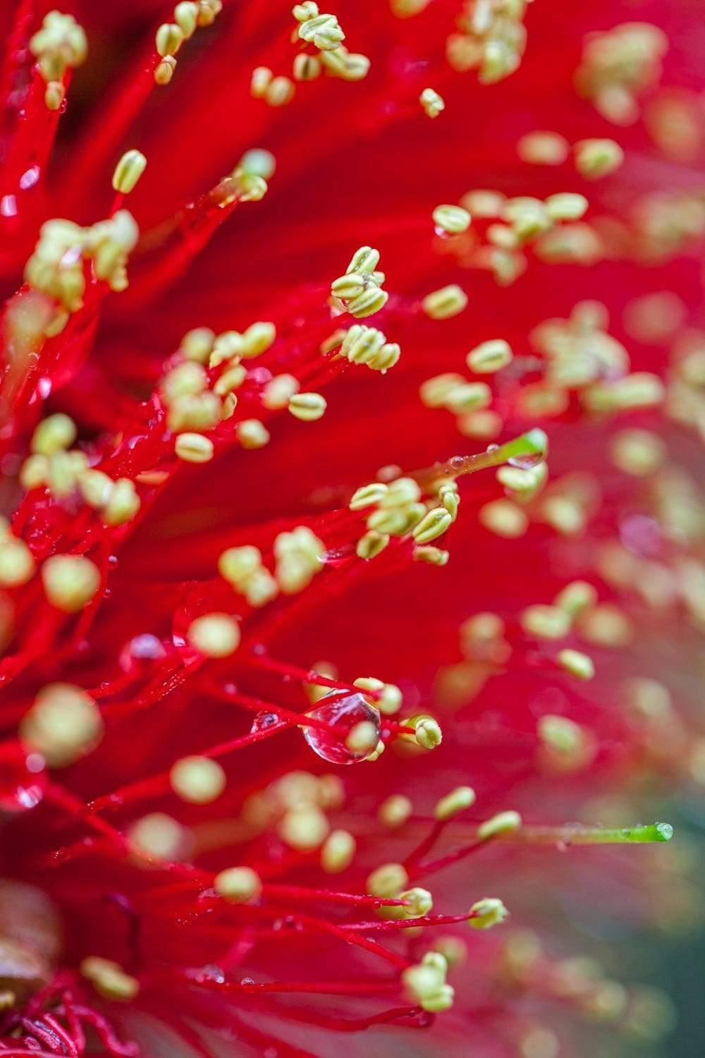 A close-up shot of a beautiful red-colored Banksia flower with mustard seeds on the edges and some drops of water, Banksia Flower - Kangaroo Island SA