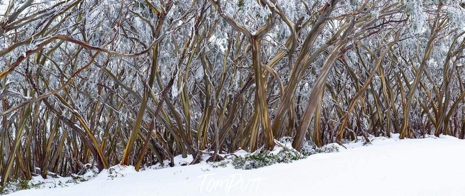 A systematic series of thin trees stems with little snow on them, and the land is covered fully with the snow, Baw Baw Gums Victoria 