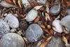 A close-up shot of some rounded sea stones on the ground with grey color shades, some dead leaves of different kinds are also placed,  Beach Debris Freycine TAS Art