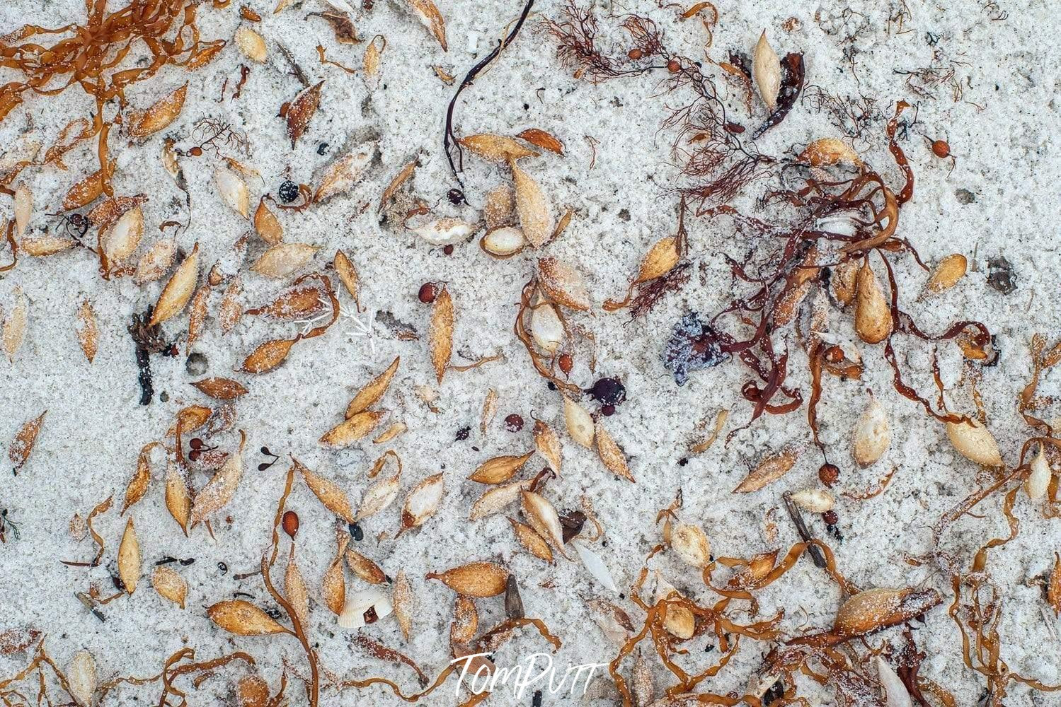 Beautiful clams of smoke and mustard color on the white sand of the seashore with some leaves and other small oceanic materials, Beach Wash Wilson's Promontory Victoria