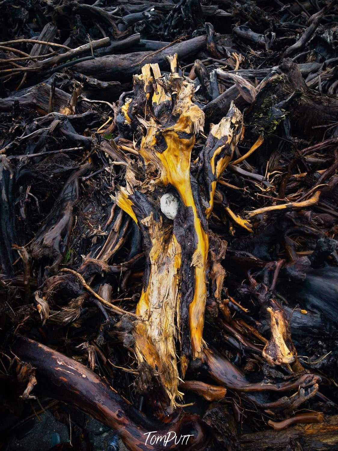 A natural alpine colored tree fully washed depicting an after-rain scene, with a lot of cut trees on the ground in the near background, Beachwashed New Zealand Art