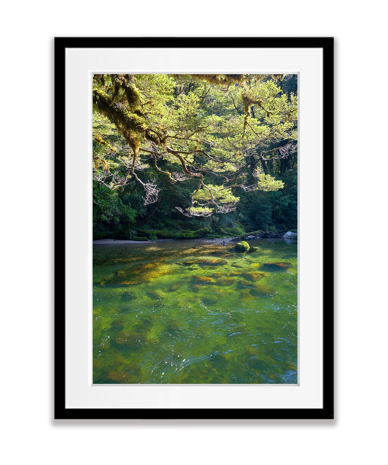 Beech Trees along the Clinton River, Milford Track - New Zealand