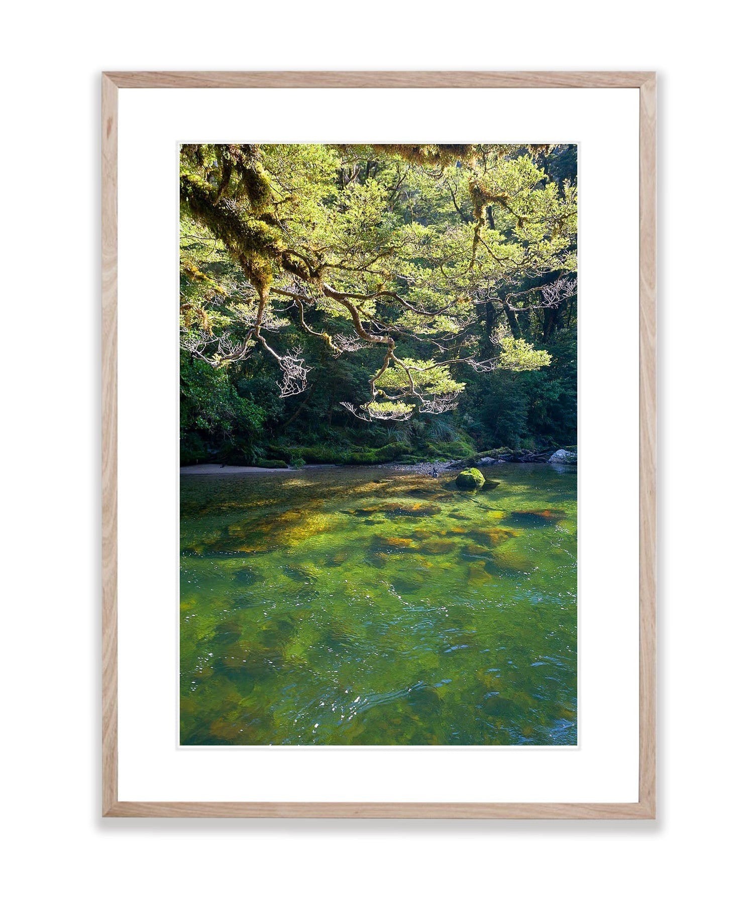 Beech Trees along the Clinton River, Milford Track - New Zealand