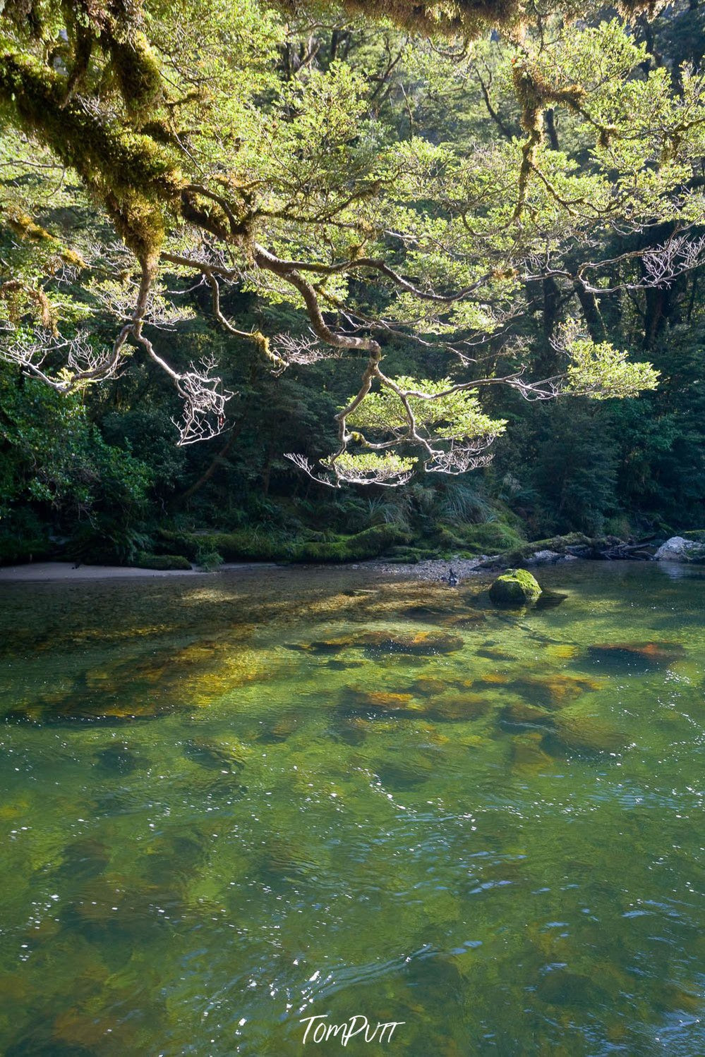 Beautiful floating down trees above a green-colored water lake with some stones inside the water, Beech Trees along the Clinton River, Milford Track - New Zealand 