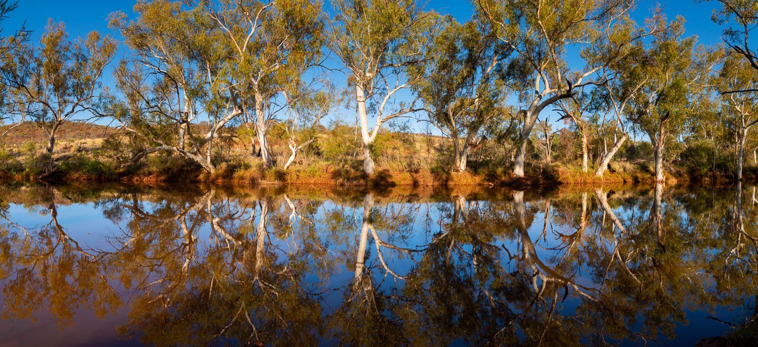 A beautiful sequence of trees with a watercourse in ahead them, and a clear reflection of the trees in the water, Bellary Creek Reflections - The Pilbara