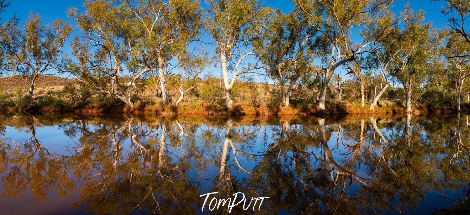 A beautiful sequence of trees with a watercourse in ahead them, and a clear reflection of the trees in the water, Bellary Creek Reflections - The Pilbara