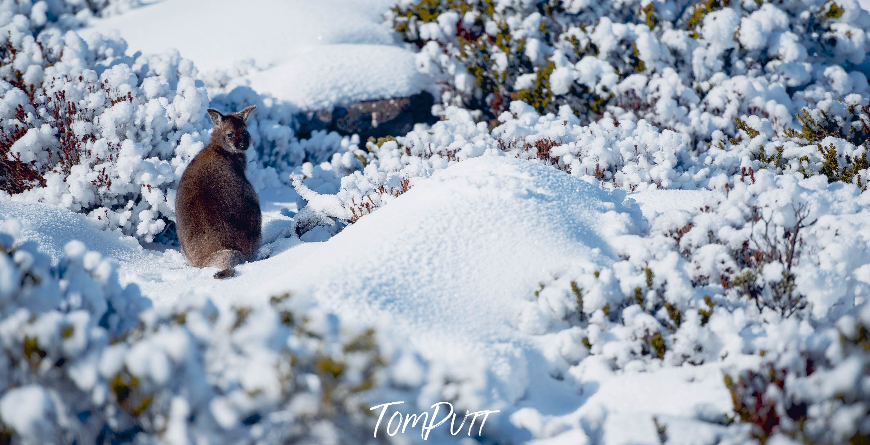 Bennet's Wallaby, Mount Wellington, TAS