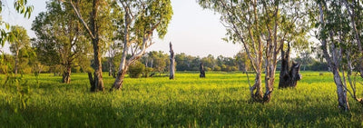 A beautiful green park with thick grass and healthy trees, and a shiny effect of early sunshine, Billabong Serenity - Kakadu National Park