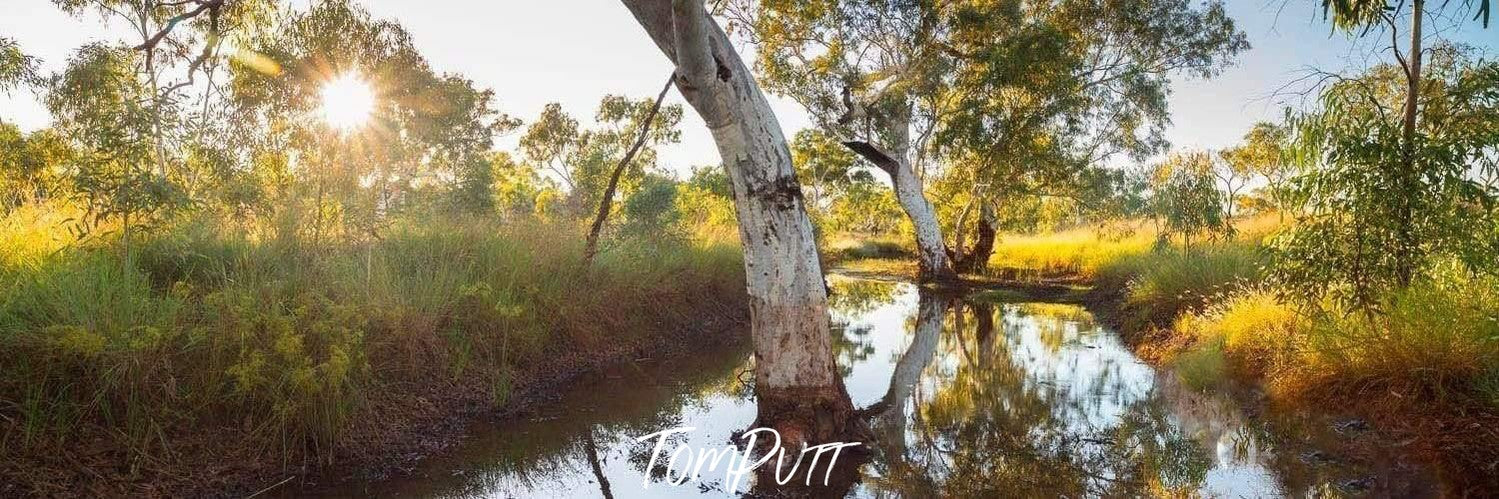 A small watercourse with big tree stems underwater surrounded with a lot of greenery and a shiny effect of sunlight in the background, Billabong Sunrise - Karijini National Park