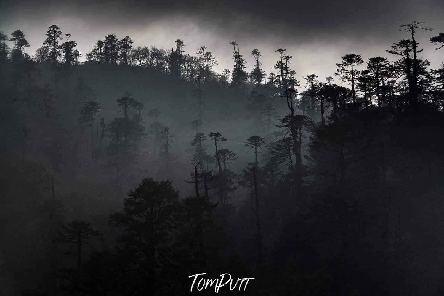 A dark picture of a forest with a series of long-standing trees, and a lot of darkness everywhere, Black Forest #2, Bhutan 