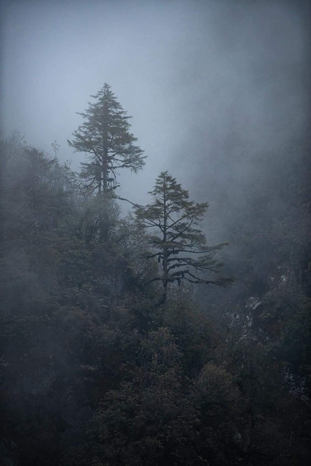 Portrait view of a dark forest with 2 trees standing tall and a foggy effect in the background, Black Forest #3, Bhutan