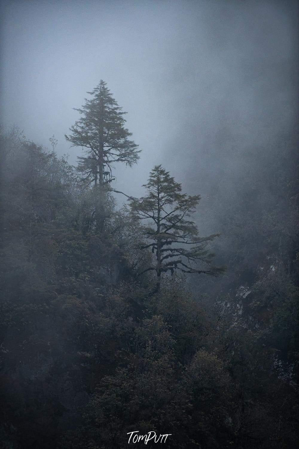 Portrait view of a dark forest with 2 trees standing tall and a foggy effect in the background, Black Forest #3, Bhutan