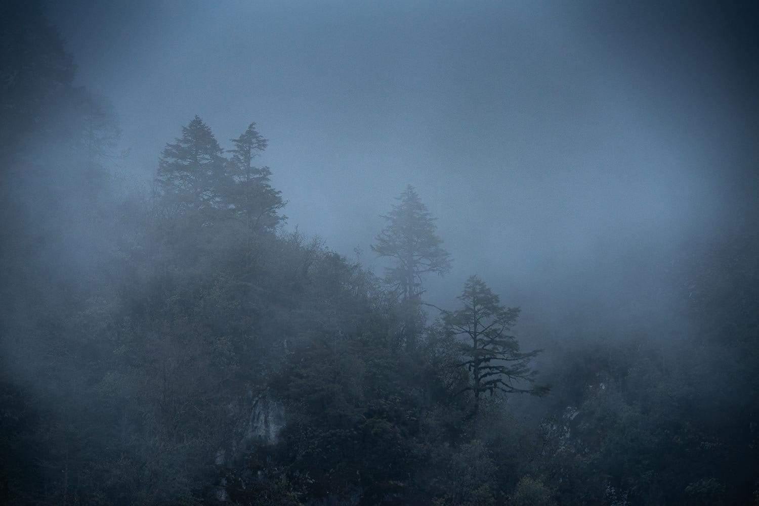 A smoky view of the forest with some trees standing tall and silence in the atmosphere of the night, Black Forest #4, Bhutan