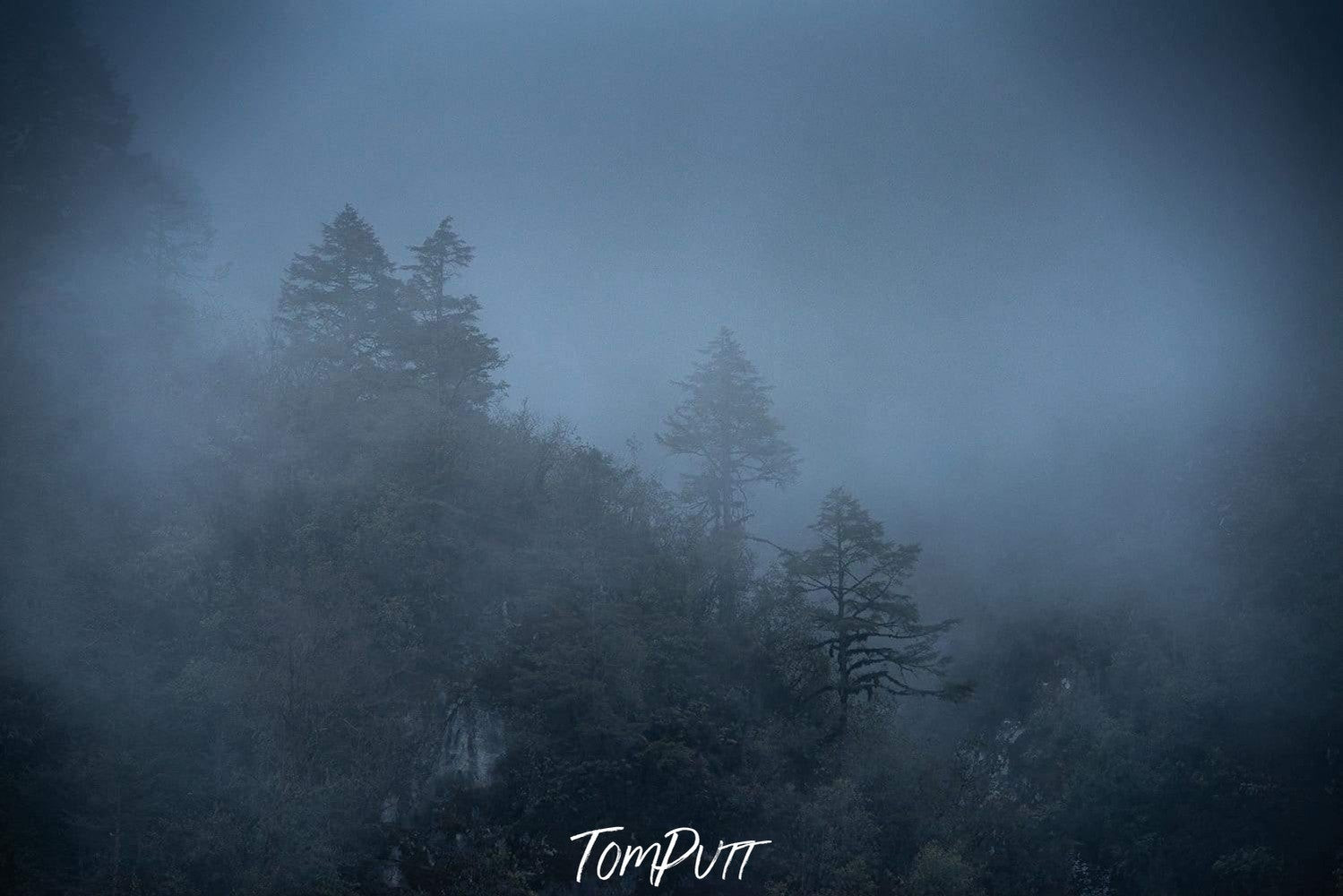 A smoky view of the forest with some trees standing tall and silence in the atmosphere of the night, Black Forest #4, Bhutan