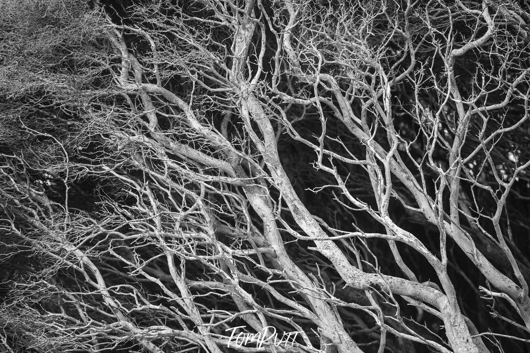 An old tree with dense branches spreading 360 degrees with the flat black background, Blairgowrie Tea Tree