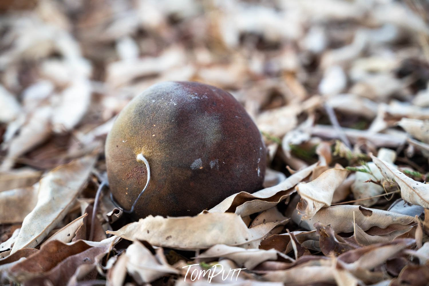 A close-up view of a boab seed on the ground with a lot of dead leaves on the ground below the seed, Boab Seed - The Kimberley WA