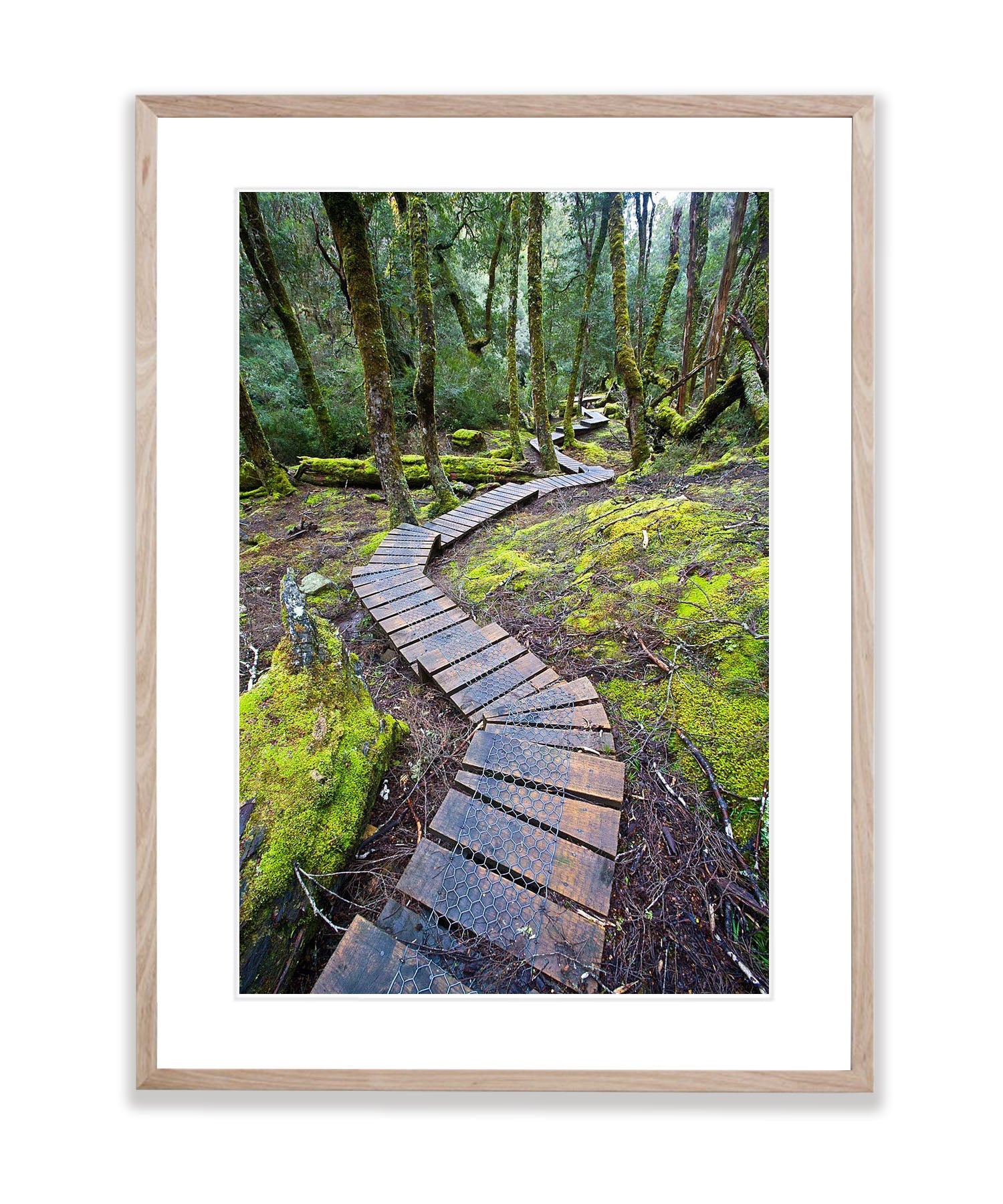 Boardwalk through rainforest, Cradle Mountain, Tasmania