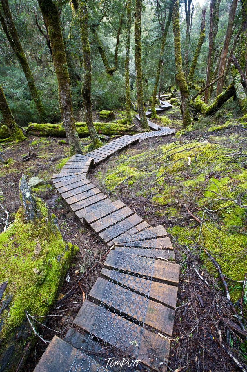 A woody steps pathway in the forest with a lot of greenery and trees in the background, Cradle Mountain #16, Tasmania