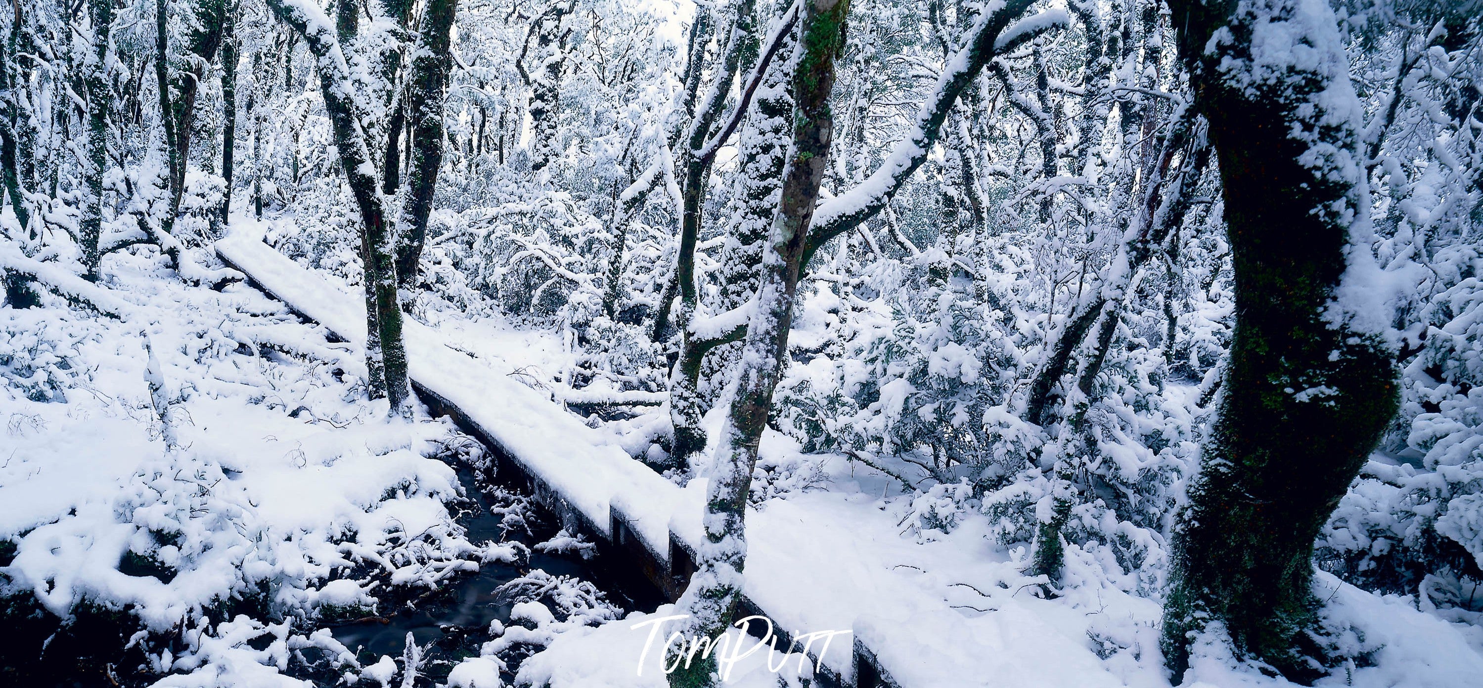 Boardwalk through the snow, Cradle Mountain