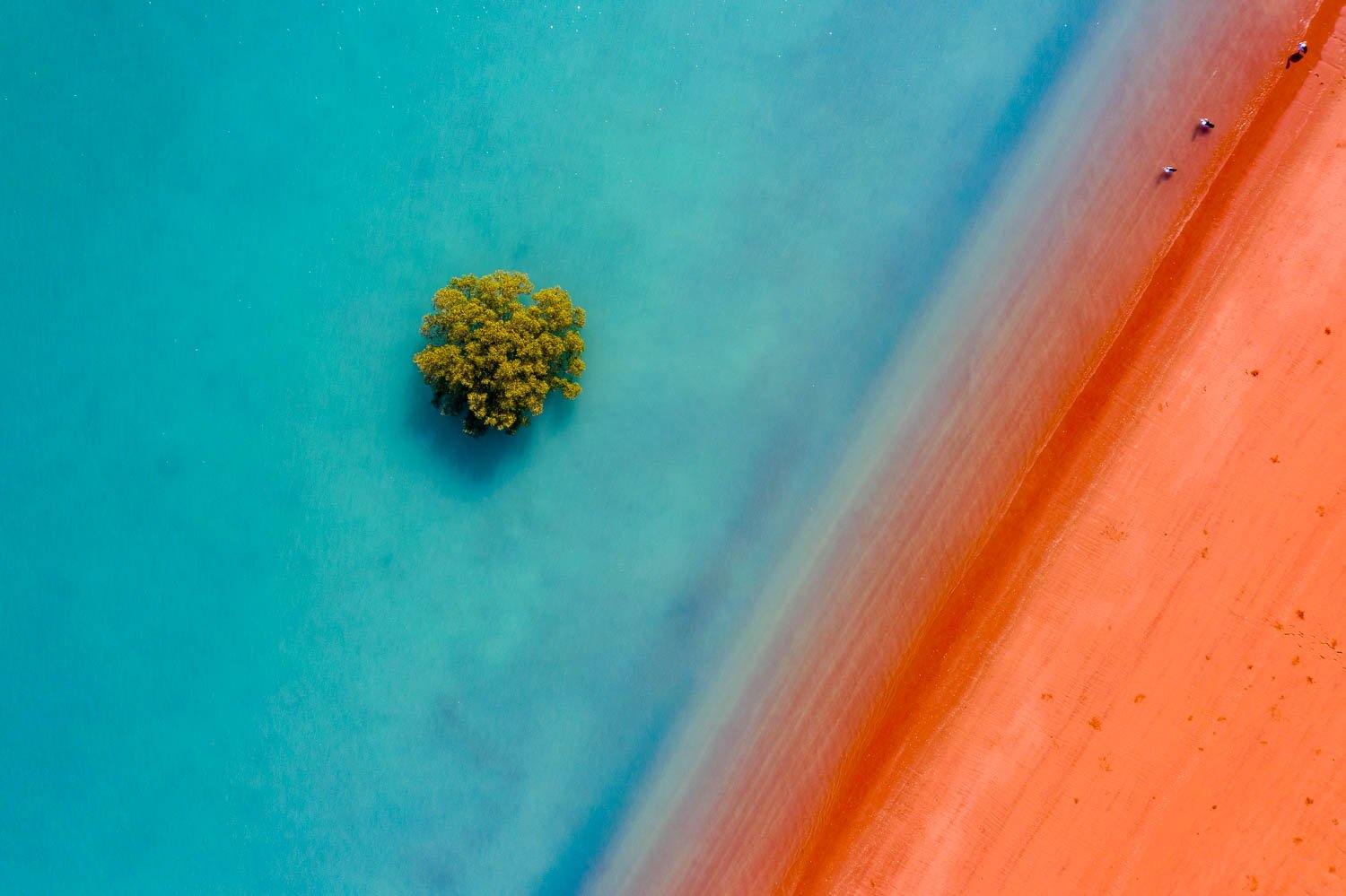 A mars-like orangish land connecting with a clear blue surface with only single dense tree on it, Broome #24 