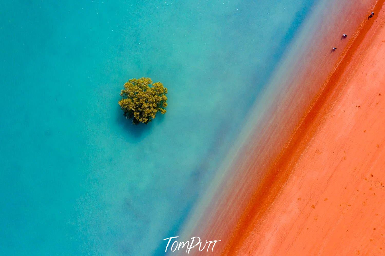 A mars-like orangish land connecting with a clear blue surface with only single dense tree on it, Broome #24 