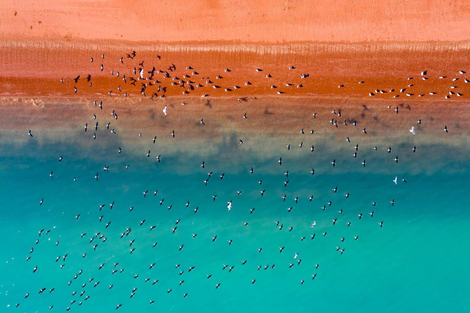 A mars like-land connecting with a clear blue surface with a blurred combination in between, a group of countless birds flying over the scene, Broome #25