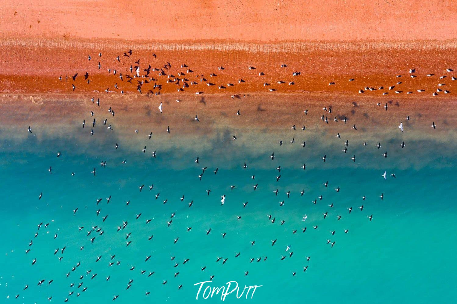 A mars like-land connecting with a clear blue surface with a blurred combination in between, a group of countless birds flying over the scene, Broome No.25