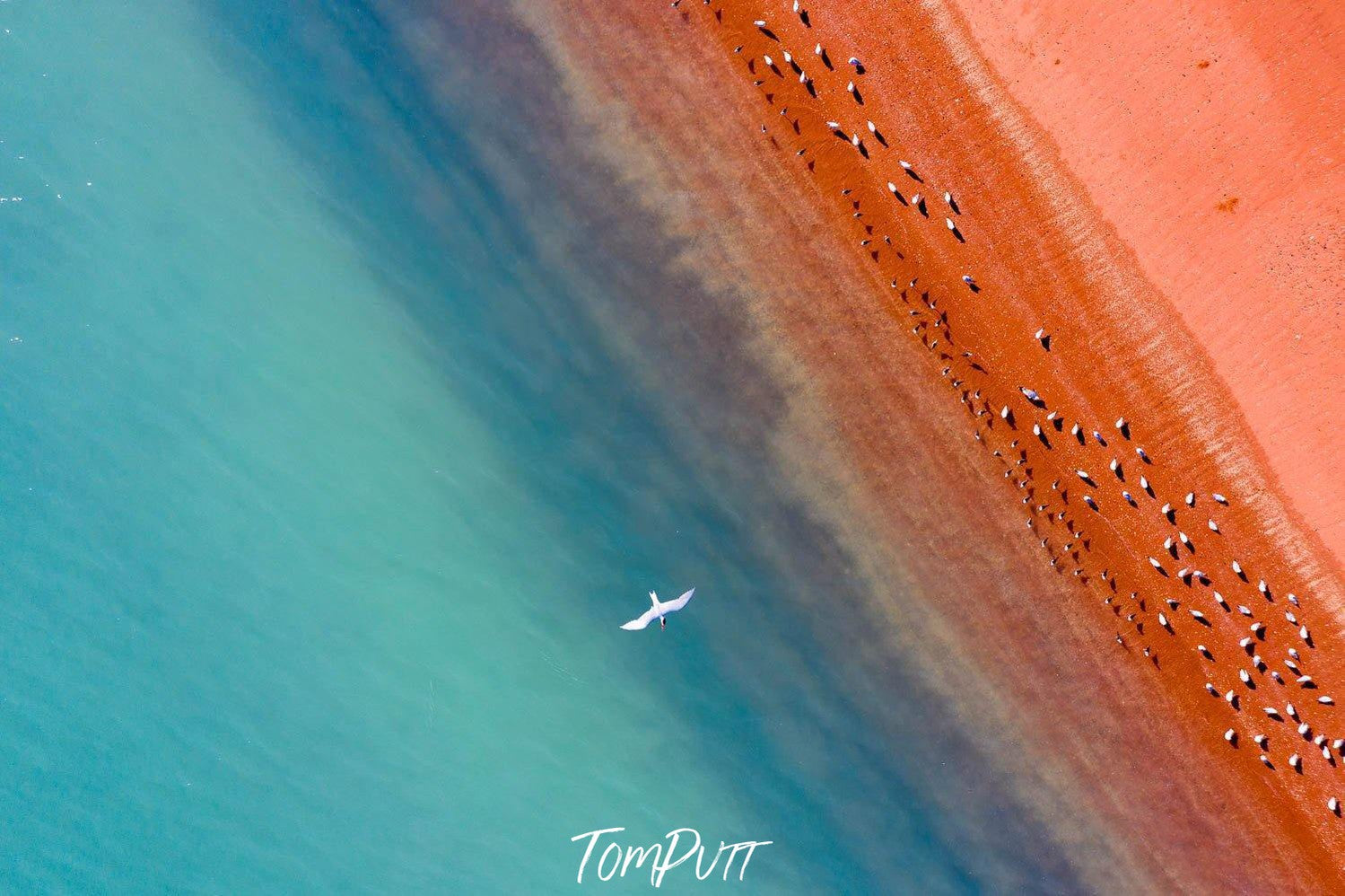 An aerial view of a mars like-land connecting with a clear blue surface with a blurred combination in between, a group of countless birds sitting over the land, and a white bird is flying high over the scene, Broome #26