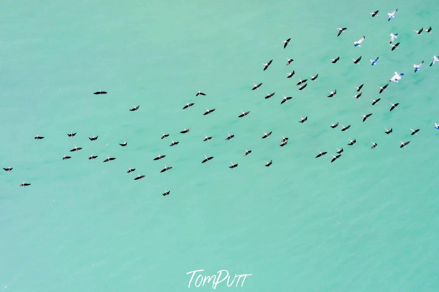 A group of countless birds flying high with a sea-green sky in the background, Broome No.27